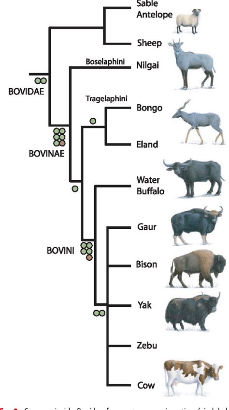 cow evolution wiki|Bovinae .
